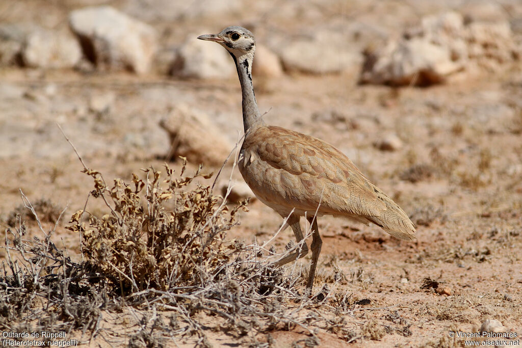 Rüppell's Korhaan male