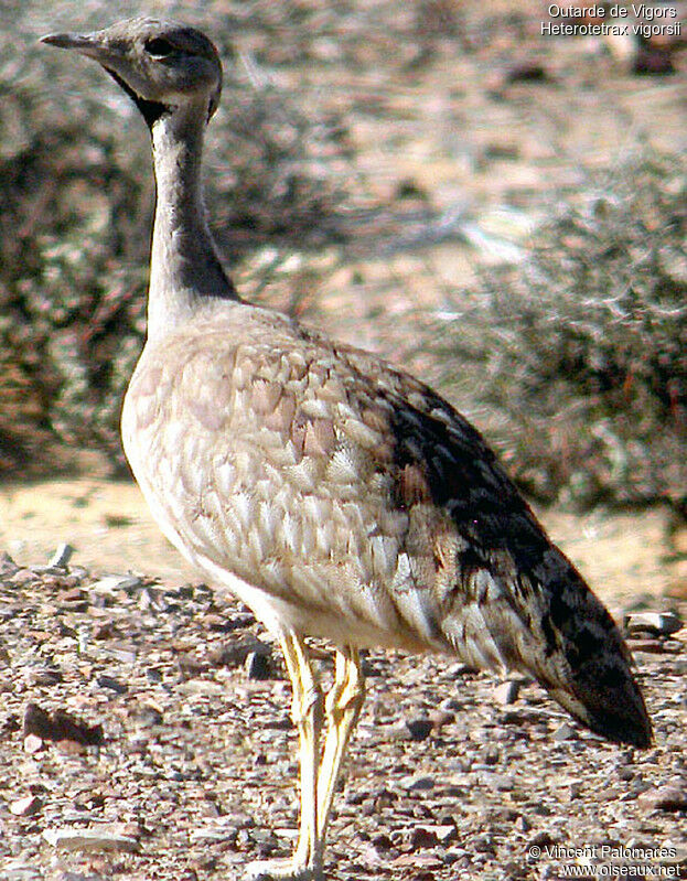 Karoo Korhaan