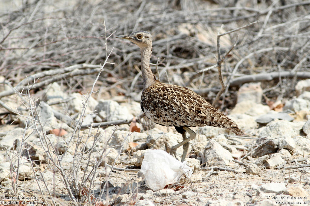 Red-crested Korhaan