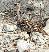 Red-crested Korhaan