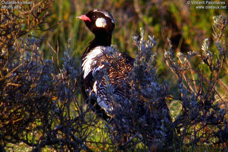 Southern Black Korhaan