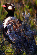 Southern Black Korhaan