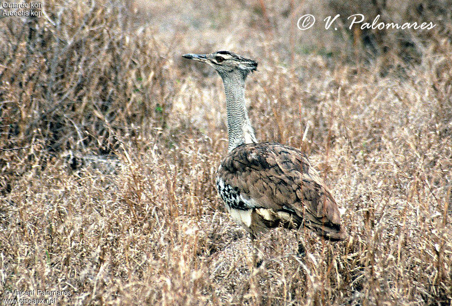 Kori Bustard