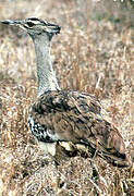 Kori Bustard