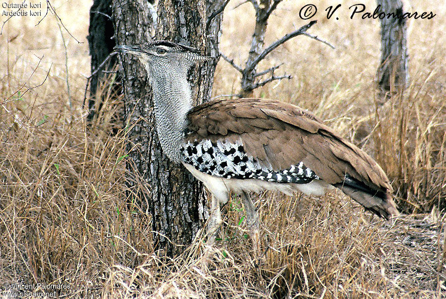 Kori Bustard