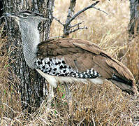 Kori Bustard