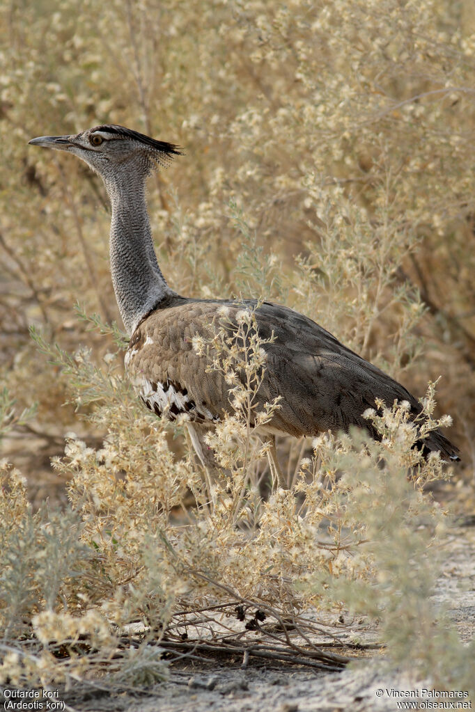 Kori Bustard