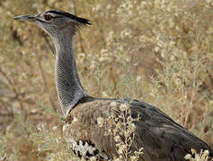 Kori Bustard