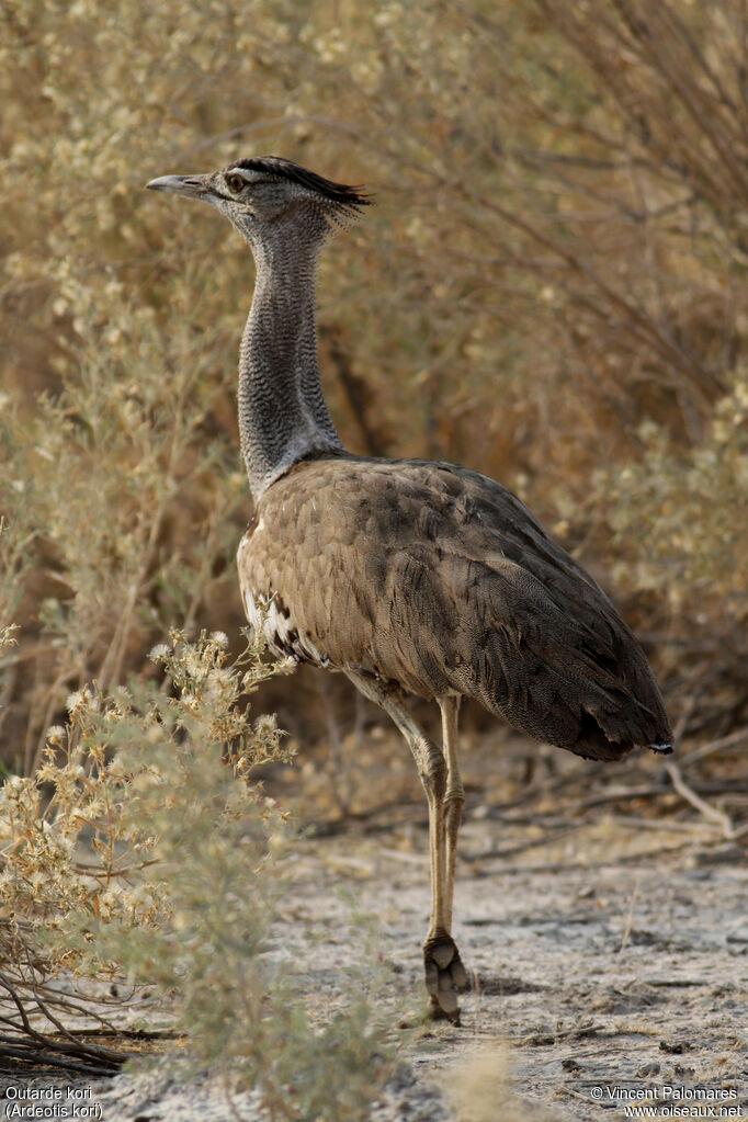 Kori Bustard