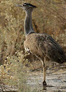 Kori Bustard