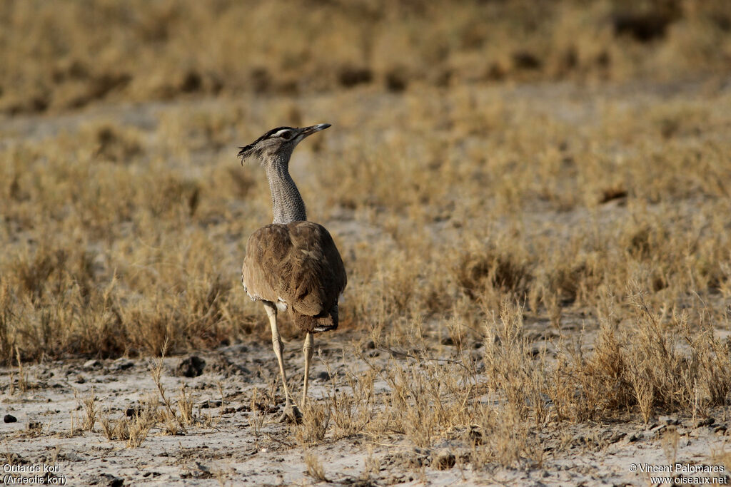 Kori Bustard