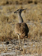 Kori Bustard