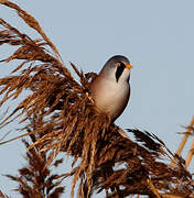 Bearded Reedling