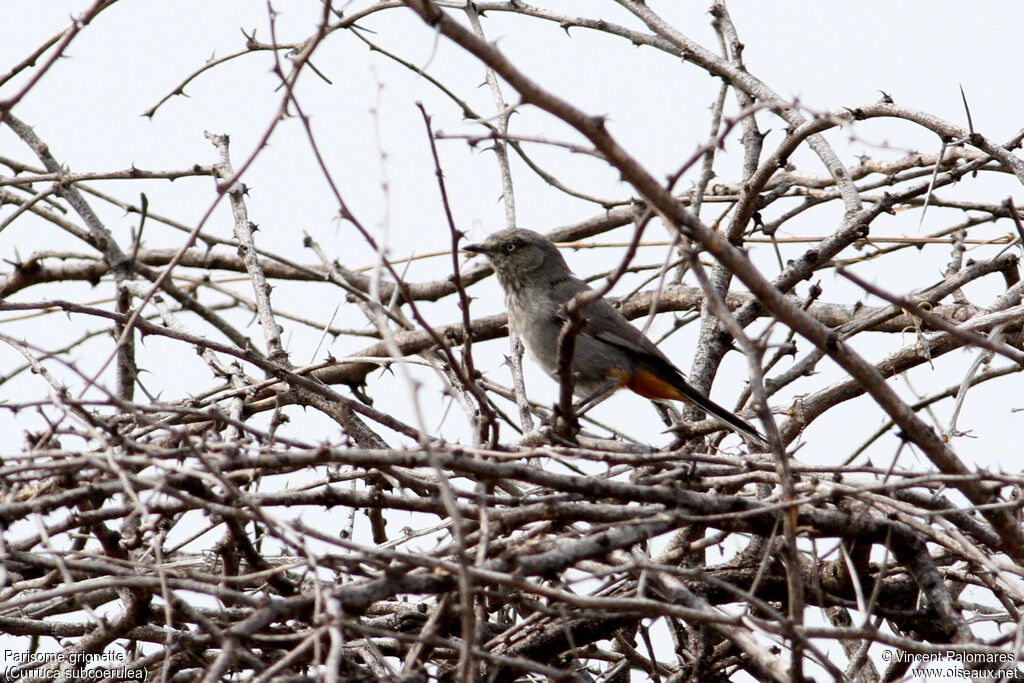 Chestnut-vented Warbler