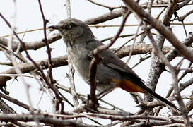 Chestnut-vented Warbler