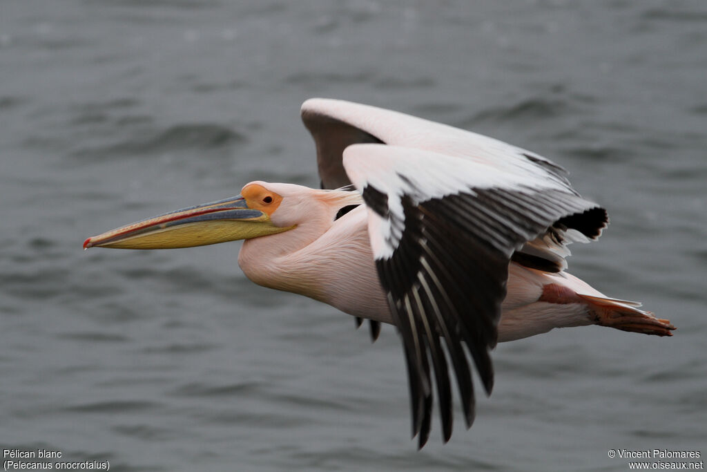 Great White Pelicanadult breeding, Flight