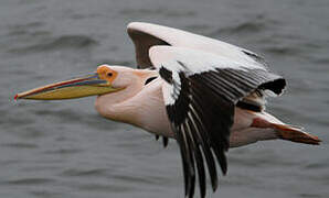 Great White Pelican