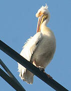 Great White Pelican