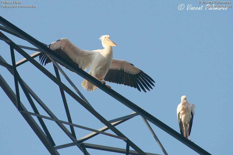 Great White Pelicanadult