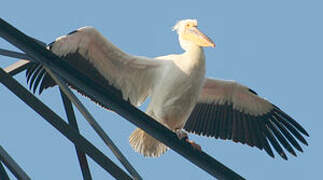 Great White Pelican