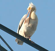 Great White Pelican