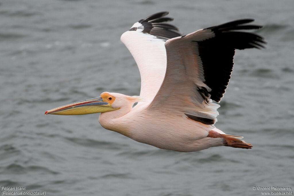 Great White Pelicanadult breeding, Flight