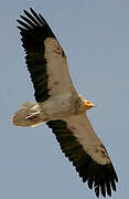 Egyptian Vulture