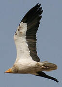 Egyptian Vulture