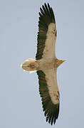 Egyptian Vulture