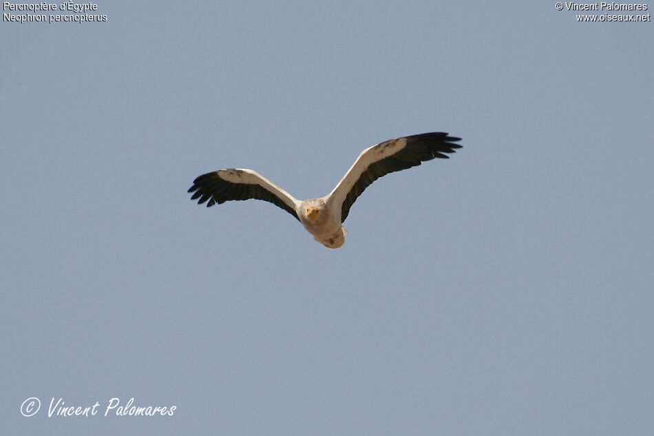 Egyptian Vulture