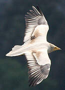 Egyptian Vulture