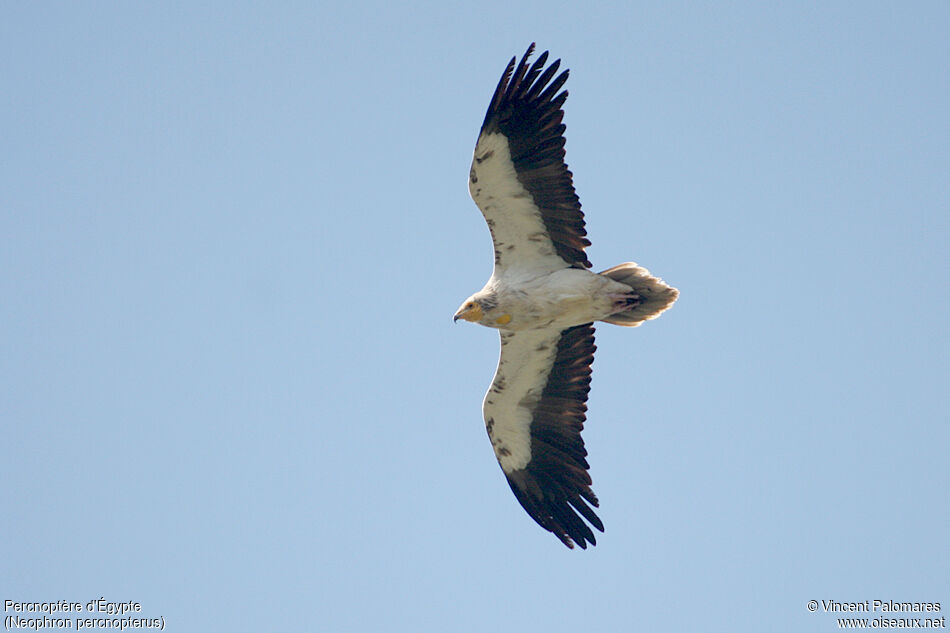 Egyptian Vulture