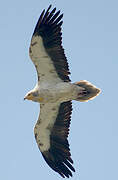 Egyptian Vulture