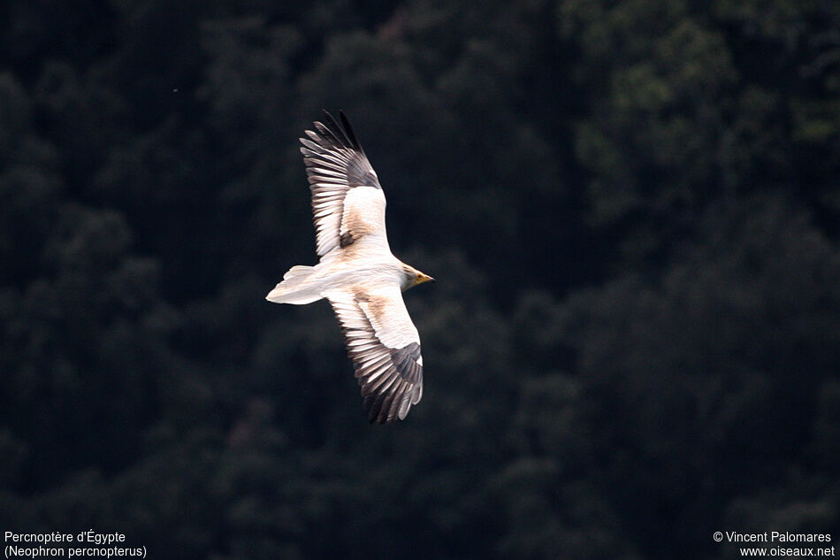 Egyptian Vulture