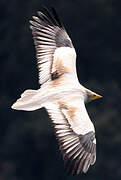 Egyptian Vulture