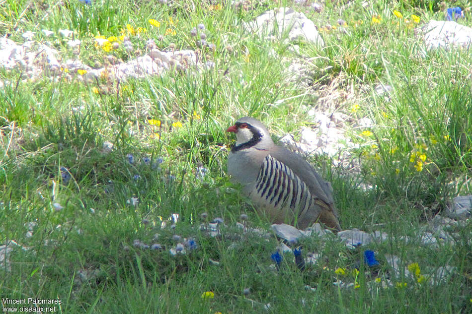 Perdrix bartavelleadulte nuptial, identification