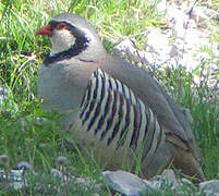 Rock Partridge