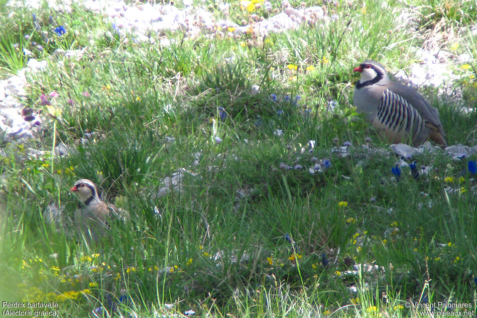 Rock Partridge 