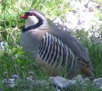 Rock Partridge