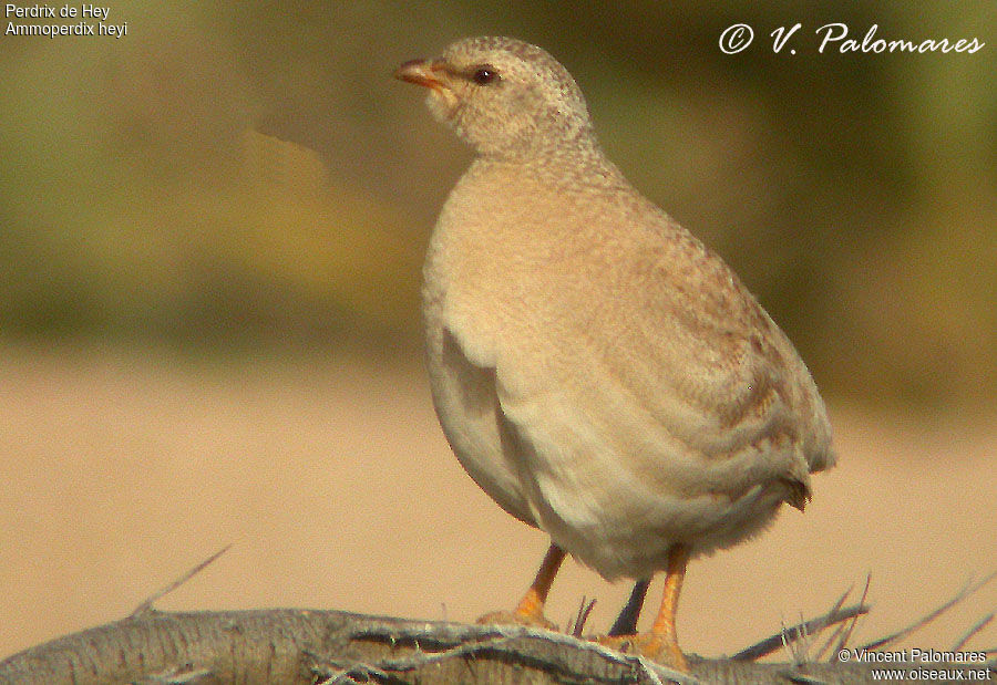 Sand Partridge