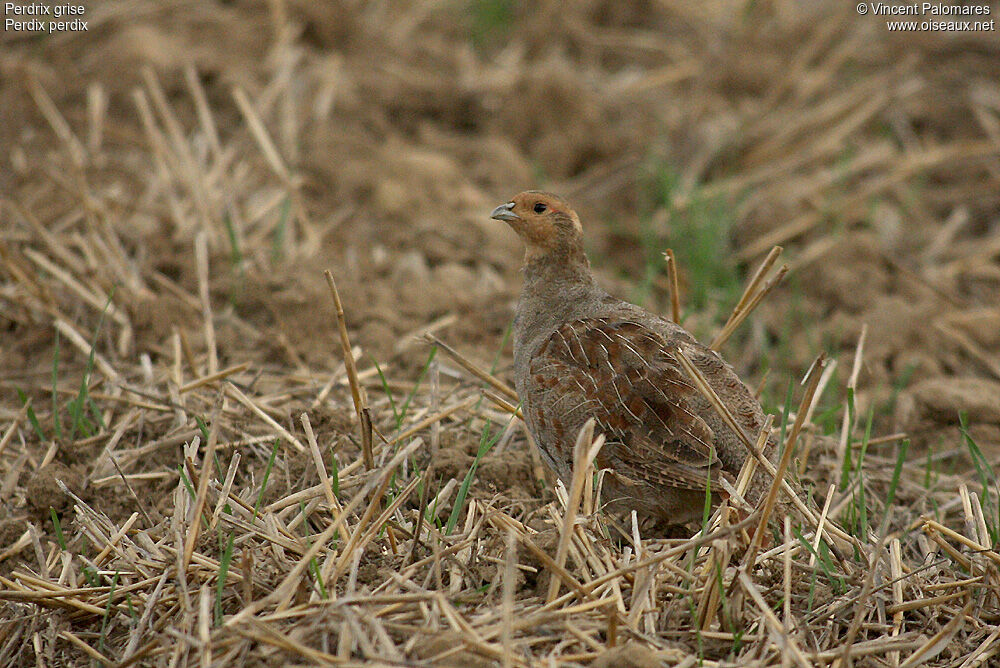 Grey Partridge