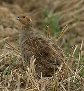 Grey Partridge