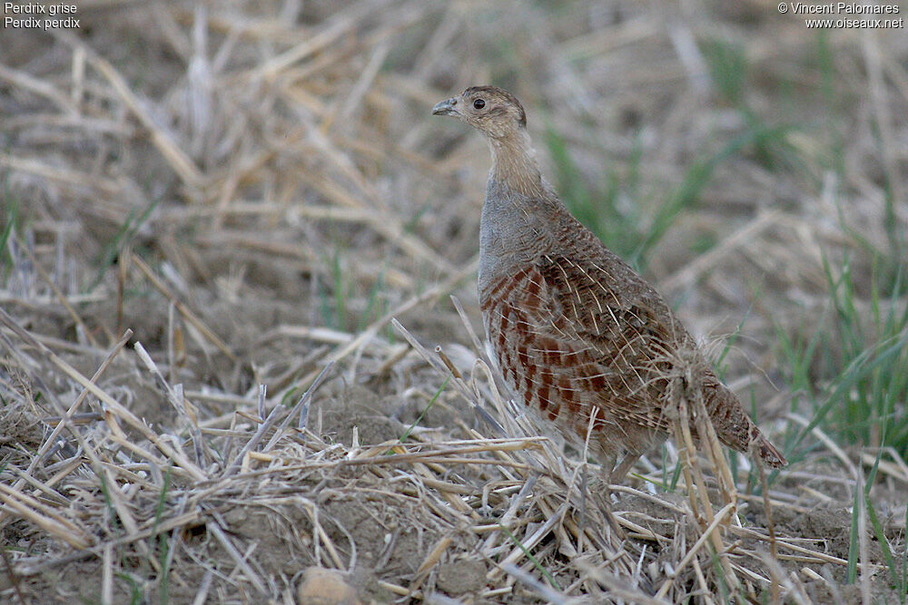 Grey Partridge