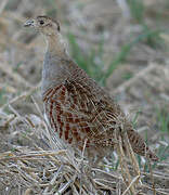 Grey Partridge