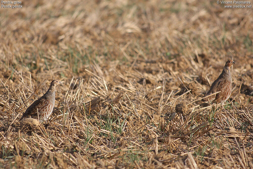 Grey Partridge