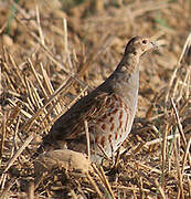 Grey Partridge