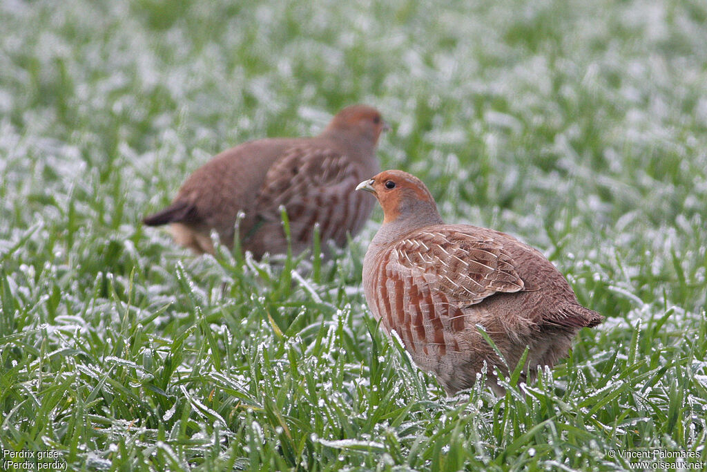 Grey Partridge