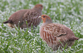 Grey Partridge