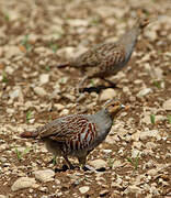 Grey Partridge