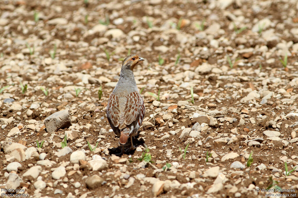 Grey Partridge